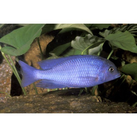 Haplochromis moorii, poisson Dauphin, Bleu, 8-9cm