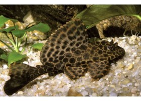 Pleco léopard/pleco voile, Brun à tâches brunes foncées, 4-5cm