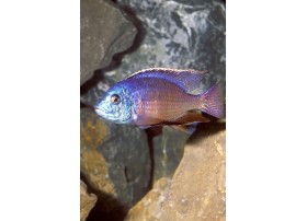 Namalenje/Red empress, Bleu et rouge, 6-7cm