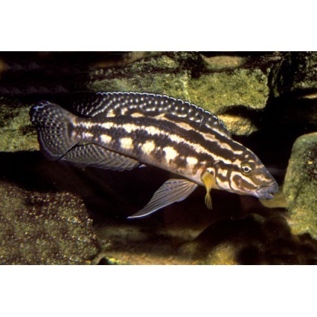 Julidochromis marlieri