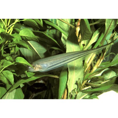 Poisson couteau de verre, Transparent, 6-15cm