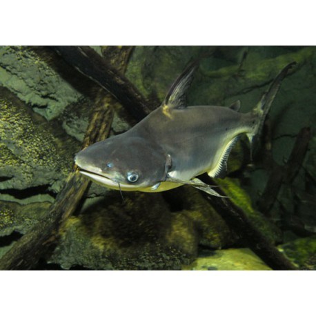 Silure requin, Gris, 5-6cm