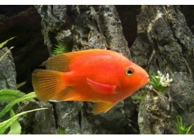 Red Parrot, poisson Perroquet, Rouge, 4-5cm