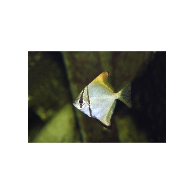 poisson-lune d'argent, Argenté, 4-5cm