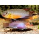 Congochromis sabinae