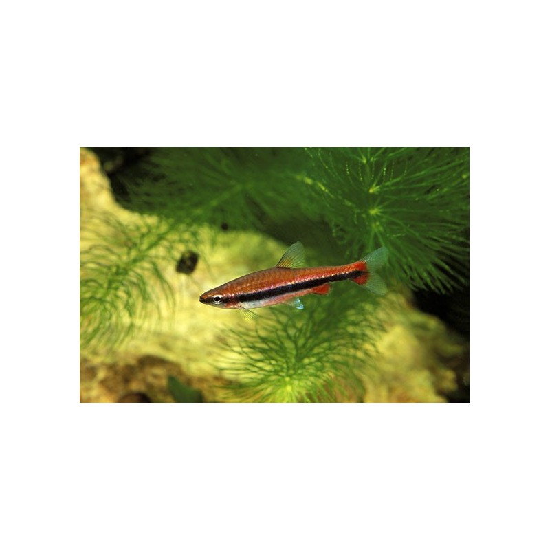 Poisson-crayon doré _ Nannostomus - Oscar-le-poisson