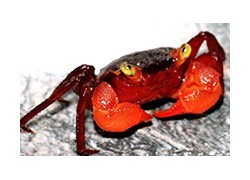 Crabes d'eau douce
