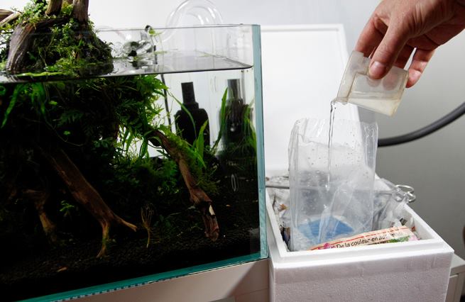 Le sol dans un aquarium à crevettes - Conseils d'élevage des crevettes  d'eau douce en aquarium